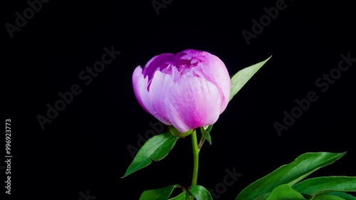 Peony flowering time-lapse