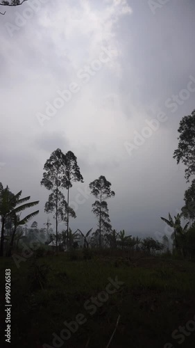 Natural scenery of tall and large trees at the foot of Mount Cikuray in the afternoon covered in mist photo