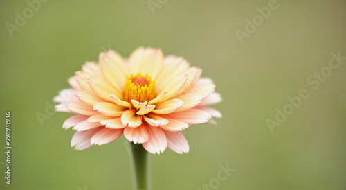 pink gerber daisy