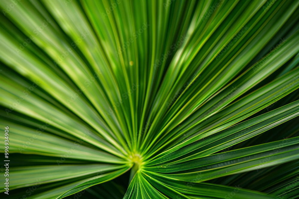 Detailed Close-Up of Radiating Green Palm Leaves Detailed Close-Up of Radiating Green Palm Leaves