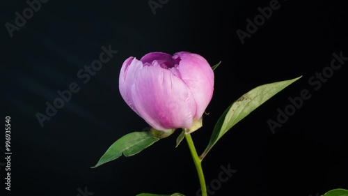 Peony flowering time-lapse