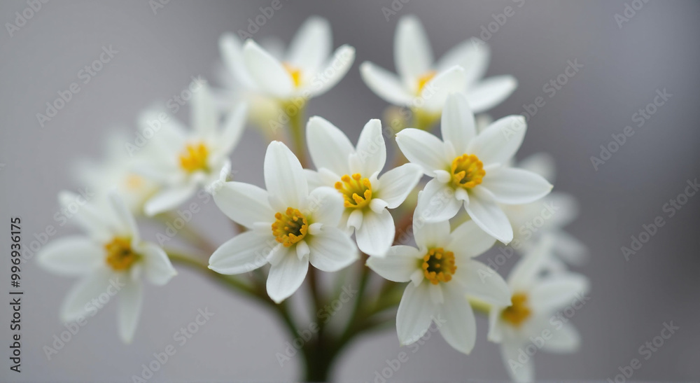 white and yellow flowers white and yellow flowers