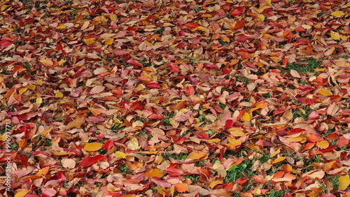 Autumn leaves covering a grassy surface. The leaves in various shades—from red to yellow—create a bright, autumn carpet.