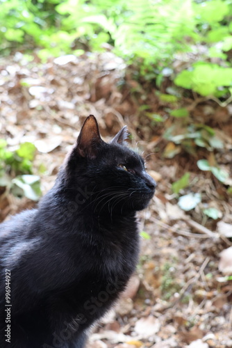 black cat judging in the forest, black cat praying