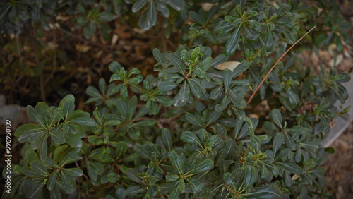 Verdant pittosporum tobira shrub, also known as japanese mock orange, thriving in murcia, spain's outdoor garden. photo