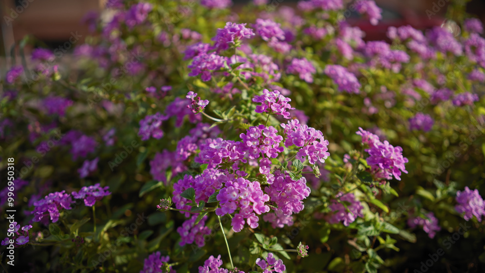 Close-up of vibrant purple lantana flowers in a garden in murcia, spain, highlighting the flora's natural beauty. Close-up of vibrant purple lantana flowers in a garden in murcia, spain, highlighting the flora's natural beauty.