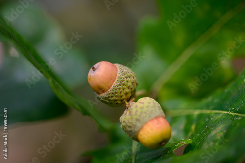 Oak leaf, acorn on oak tree background.