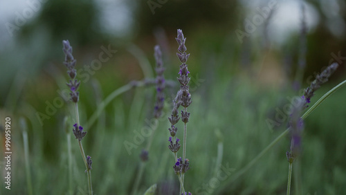 Close-up of lavender lavandula angustifolia flowers in a verdant outdoor garden in puglia, southern italy with a blurred green background, highlighting the natural beauty of aromatic flora.