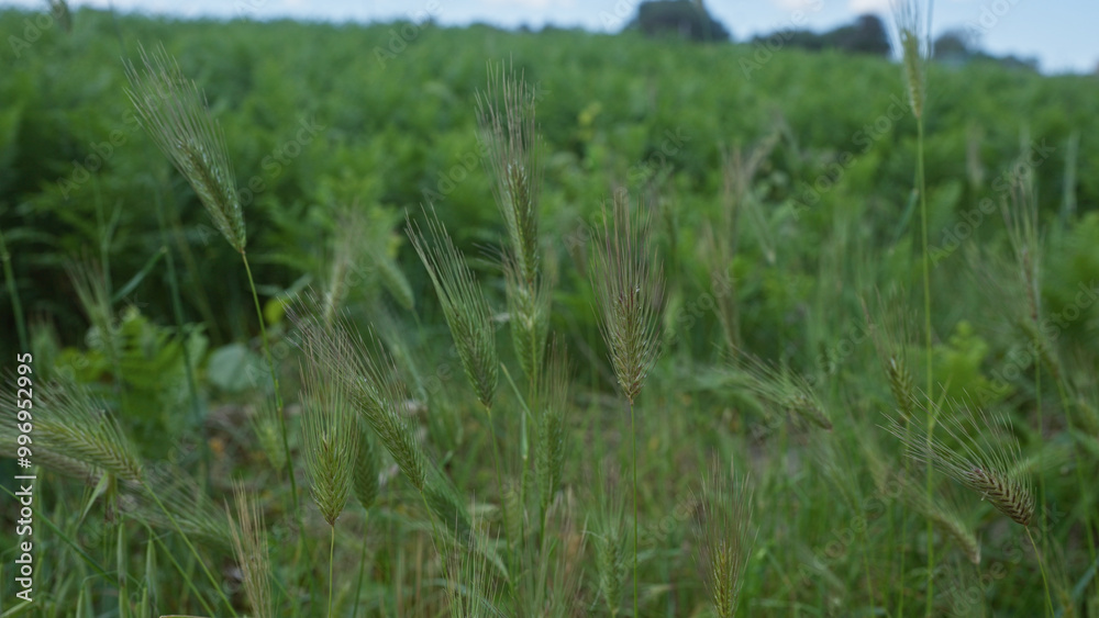 Close-up of aegilops geniculata in a lush field in puglia, southern italy, showcasing tall grass and green landscape outdoors in summer. Close-up of aegilops geniculata in a lush field in puglia, southern italy, showcasing tall grass and green landscape outdoors in summer.