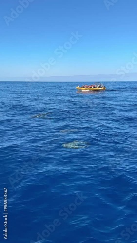 Vertical Video of Dolphins Leaping During Catamaran Tour in Madeira