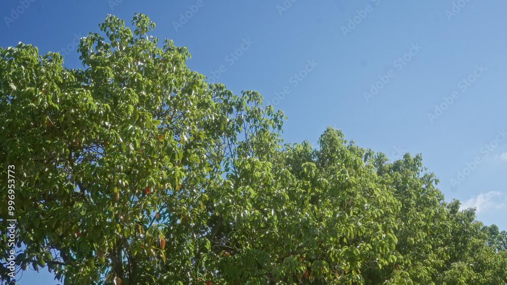 Green carob trees ceratonia siliqua under the blue sky in an outdoor setting in puglia, italy, showcasing their lush foliage and natural beauty. Green carob trees ceratonia siliqua under the blue sky in an outdoor setting in puglia, italy, showcasing their lush foliage and natural beauty.