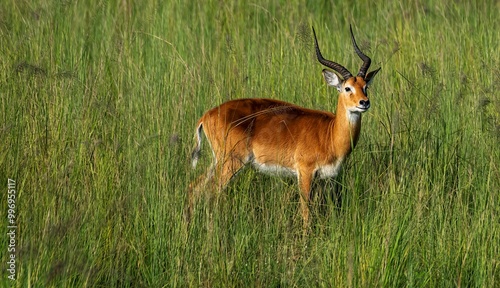 Wallpaper Mural Impala antelope in savannah grass at the Murchison fall park in Uganda Torontodigital.ca