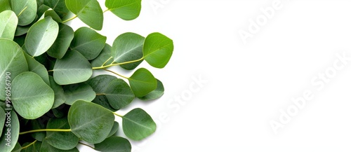 Mockup of a fake advertising display or congratulations card with copy space features a green eucalyptus branch against a clear background to showcase cosmetics, for instance. photo