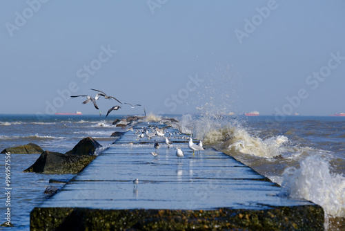 Gulls on Jetty