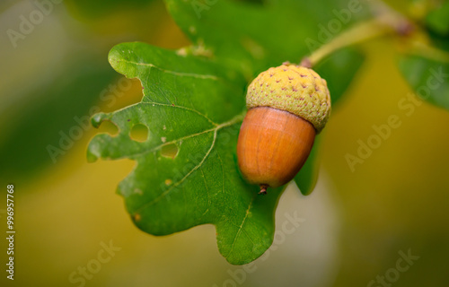 Oak leaf, acorn on oak tree background. photo