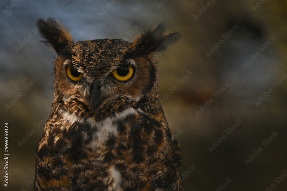 Great Horned Owl Great Horned Owl