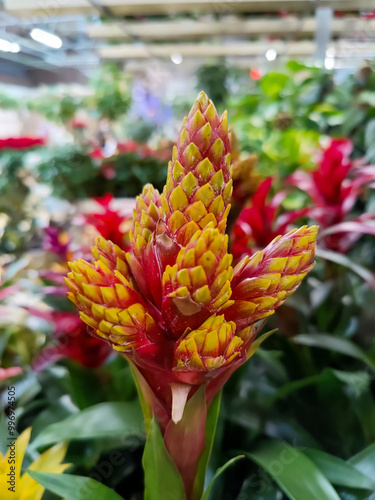 This image showcases a beautiful closeup view of a flower featuring striking red and yellow petals that add vibrant colors to its appearance