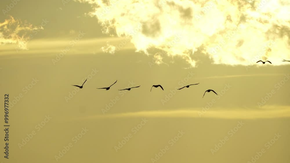 Canadian Geese families flying and swimming on a tranquil lake at sunset. The scene captures the geese silhouetted against the sky, with clouds, blue sky, and warm sunset colors. 