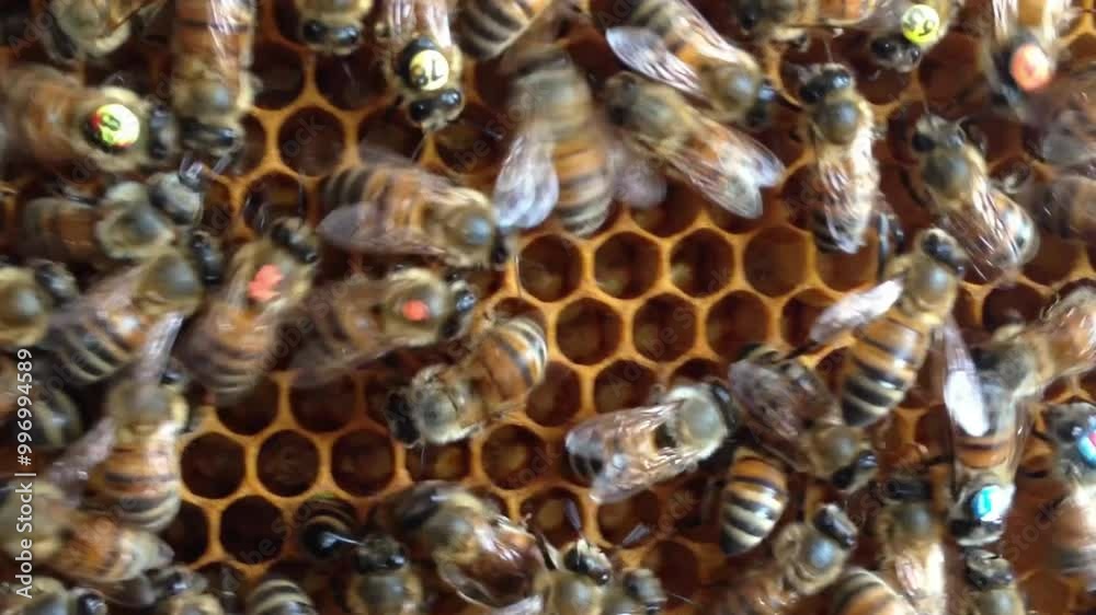 Inside Honeycomb: Forager Bees Perform Waggle Dance Inside Honeycomb: Forager Bees Perform Waggle Dance