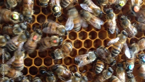 Inside Honeycomb: Forager Bees Perform Waggle Dance