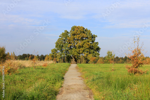 an oak tree with a large crown in autumn. of natural monuments, caring for nature. Golden autumn photo