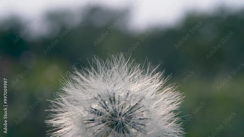 dandelion head