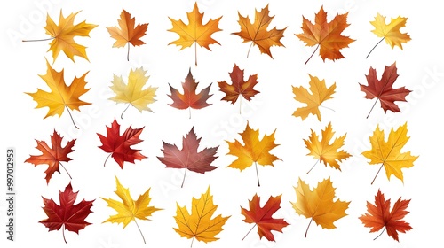 Fall and autumn leaves isolated on a white background collection 