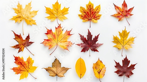 Collection of autumn leaves isolated on transparent background 