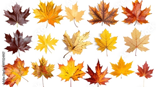 Collection of autumn leaves isolated on transparent background 