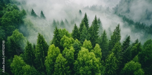 High angle view of mystical forest in grey and green shades, ideal for wallpaper design