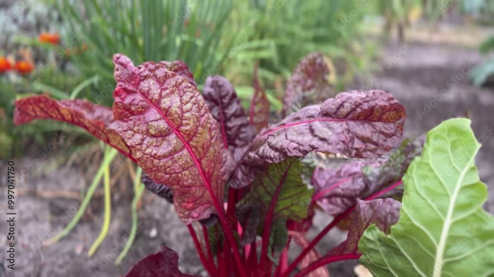 Beetroot with large green red leaves grows in the garden. Background. Close up. Edible foliage, food. Terraced bed. For video presentation. Raised garden. Beetroot with large green red leaves grows in the garden. Background. Close up. Edible foliage, food. Terraced bed. For video presentation. Raised garden.