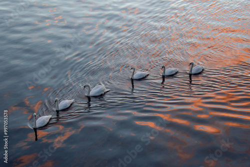 Swans on the river