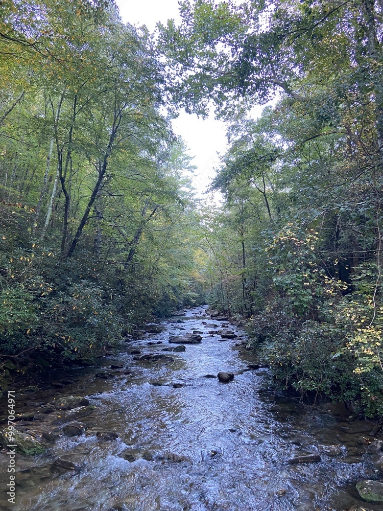 Obraz premium stream in the forest
