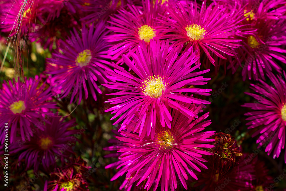 A bush of pink chrysanthemums A bush of pink chrysanthemums