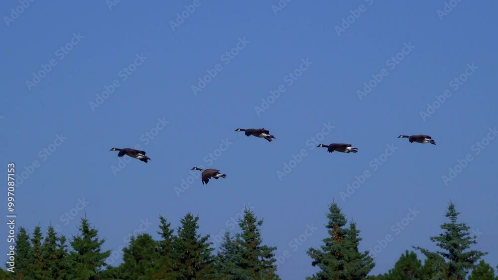 Canadian Geese Families Arriving at a Beautiful Lake in the Morning Canadian Geese Families Arriving at a Beautiful Lake in the Morning