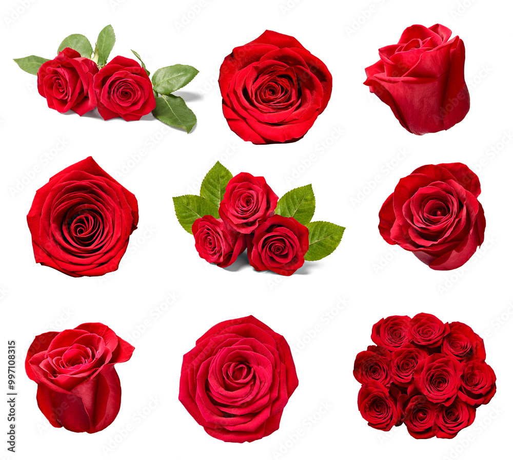 Fototapeta premium flower rose petal blosspm background