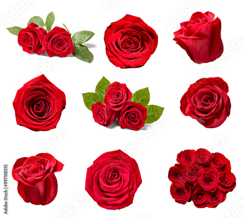 flower rose petal blosspm background