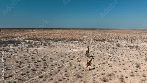 Giraffe walking through the Namibian savanah during the day in summer