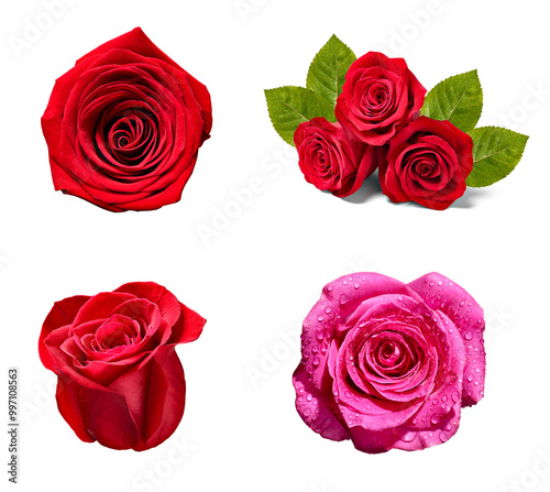 flower rose petal blosspm background