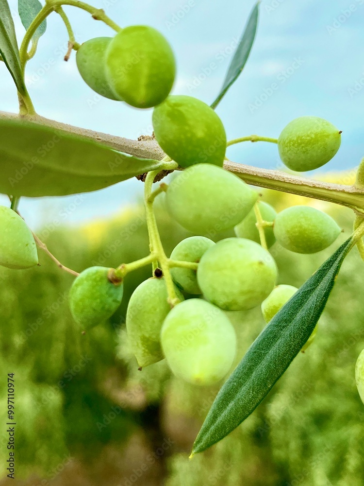 green figs on a tree green figs on a tree