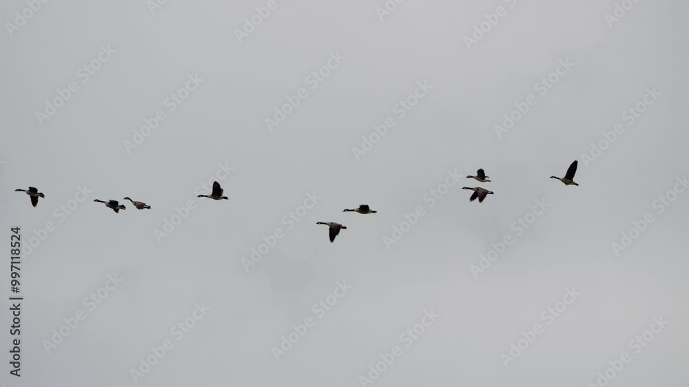 A flock of birds flying in a line across a cloudy sky. The birds are of different sizes and are flying at different heights. Concept of freedom and movement