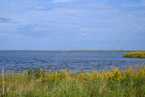 Fototapeta Naklejka Na Ścianę i Meble -  Tidal saltmarsh along the Delaware coast in USA.  Also known as a coastal salt marsh or tidal marsh, it is located between land and brackish water that is regularly flooded by the tides.
