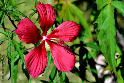 Rote Blüte eines Roseneibisch photo