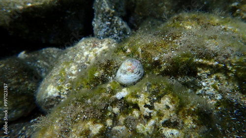 Turbinate monodont (Phorcus turbinatus) shell undersea, Aegean Sea, Greece, Santorini island photo