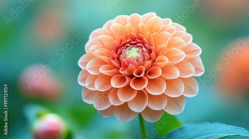 Closeup of a coral flower in full bloom in a tranquil Delaware garden. Vibrant colors lush green foliage capture summer's beauty