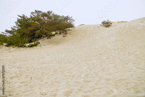 Sand dunes Dueodde beach Bornholm beautiful Denmark's island - wild nature photo