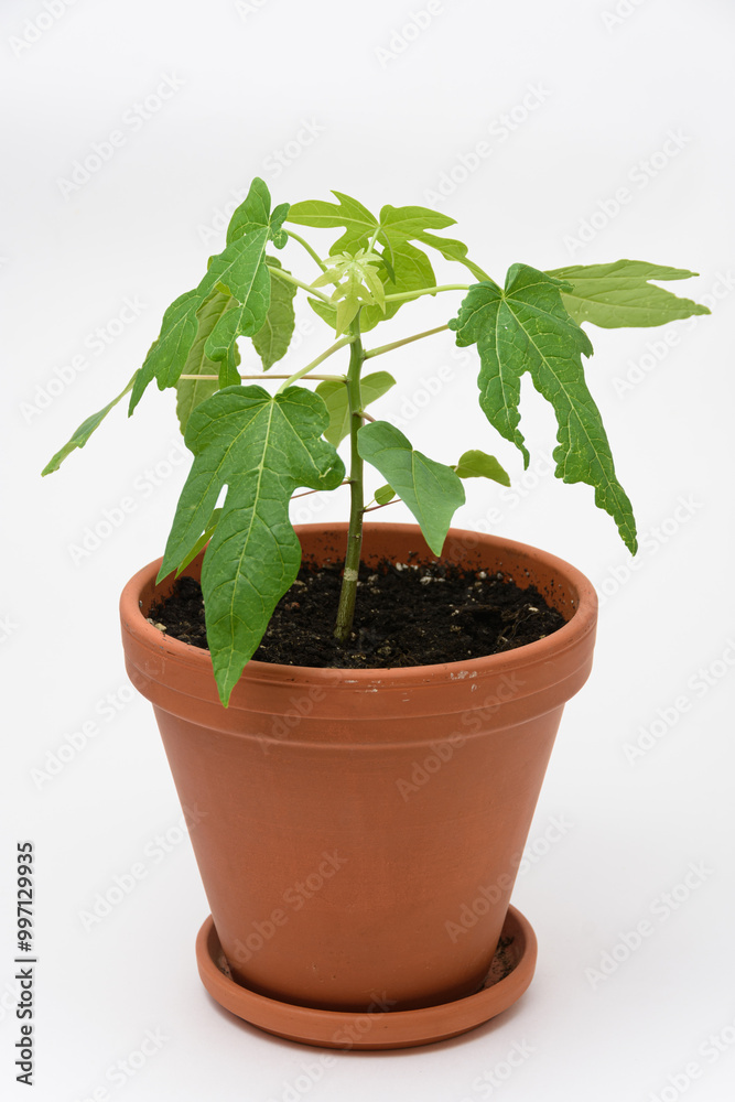 Papaya plant growth or alond tree in a pot, close-up on a white background Papaya plant growth or alond tree in a pot, close-up on a white background