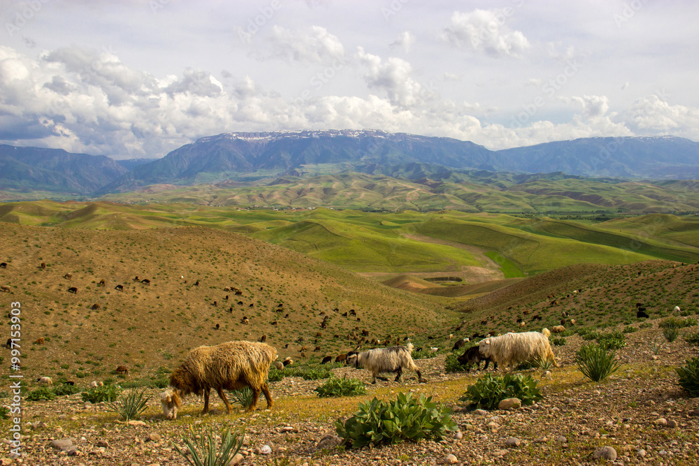 Obraz premium sheep in the mountains