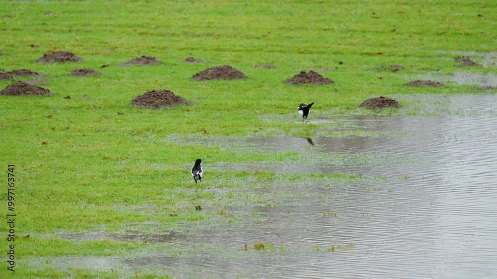 Elstern trinken in flachen wassser auf Grüner wiese Elstern trinken in flachen wassser auf Grüner wiese