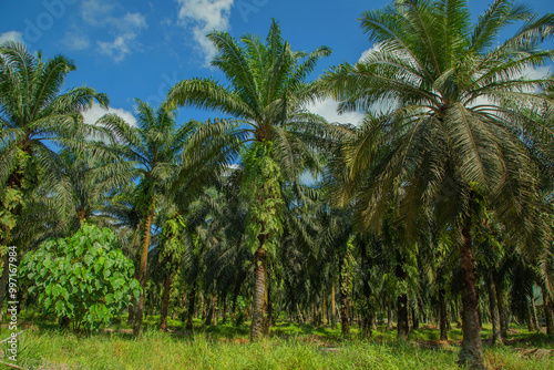 Palm trees path way on sunny day.